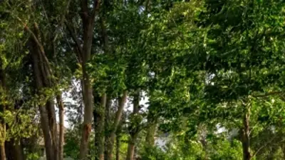 Secretly Tended Photo