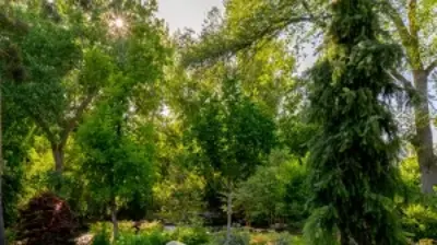 Riverside Oasis Photo